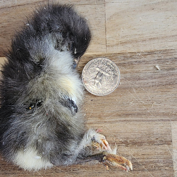 Freeze Dried Chicks - Single image 0