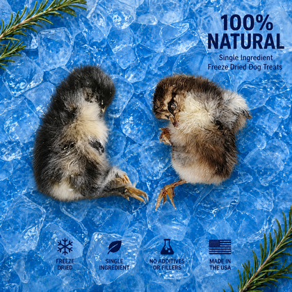Two freeze-dried baby chickens on blue ice