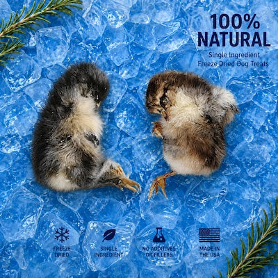 Two freeze-dried baby chickens on an icy Frost Fang product card