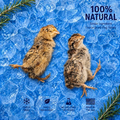 Two freeze-dried baby quail on an icy Frost Fang product card